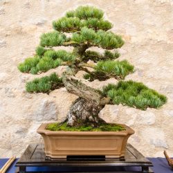 The most prized bonsai tree would be one that