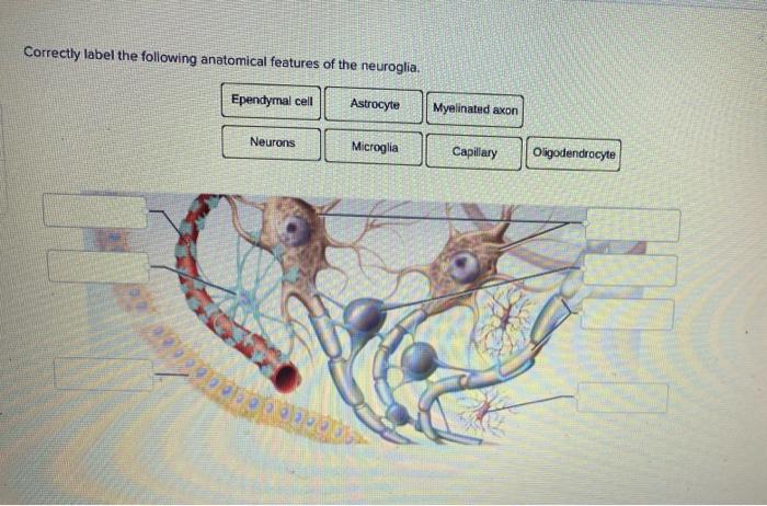 Correctly label the following anatomical features of the neuroglia.