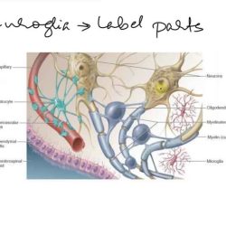 Label correctly following features anatomical neuroglia transcribed text show