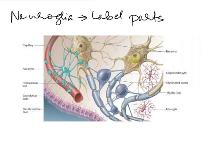 Label correctly following features anatomical neuroglia transcribed text show