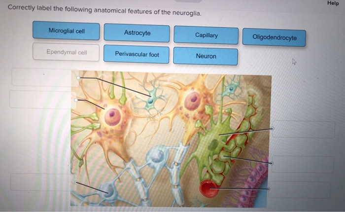 Correctly label the following anatomical features of the neuroglia.