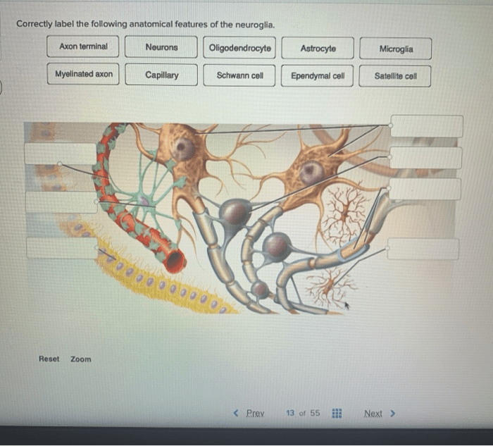 Anatomical features correctly label following neuroglia