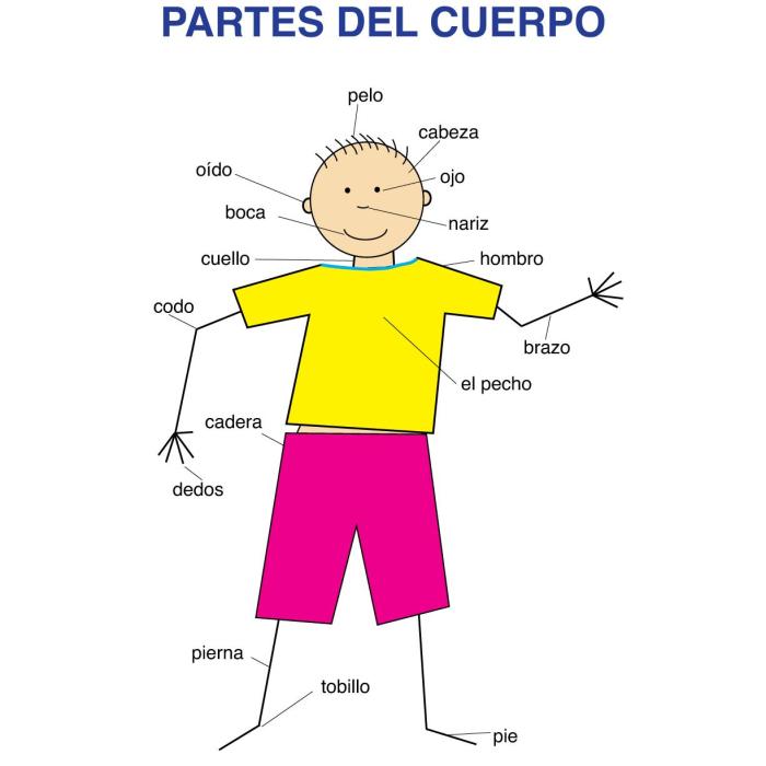 Chapter 8 body parts spanish word search answer key